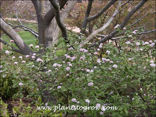 These are images of the first time I saw Aurora Viburnum  (April 22)